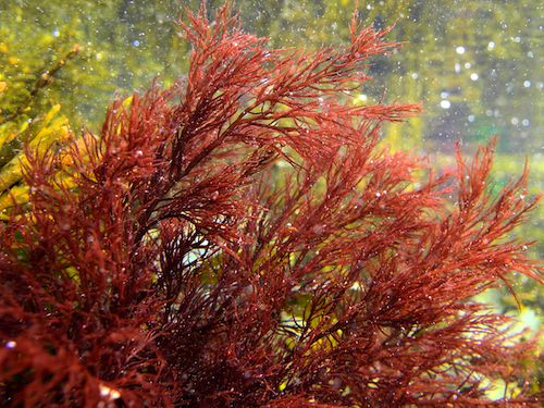 Cystoclonium purpureum